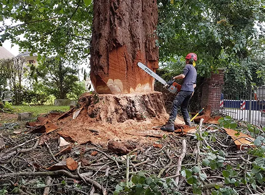 abattage-d-arbres-et-arbres-dangereux-77-2